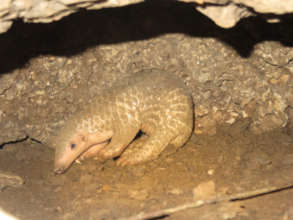 First image of the baby pangolin