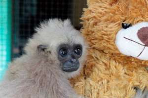 Orphaned gibbons get teddy bears as surrogate moms