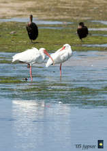 Ibises lakeside