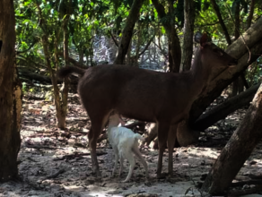 Albino sambar fawn born Oct 2022