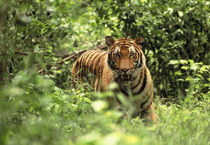 The tigers live in large open enclosures