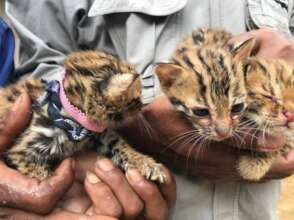 Three baby leopard cats donated by villagers