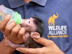 Infant macaques bottle-feed every 2 hours!