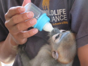 Bottle-feeding an infant black-shanked douc langur