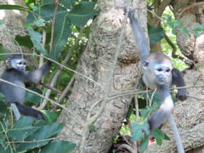 Rescued douc langur babies playing at PTWRC