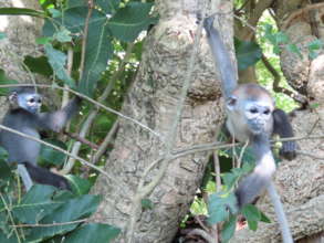 Rescued douc langur babies playing at PTWRC