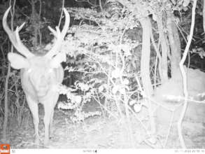 Released sambar stag, camera trap photo, PT forest