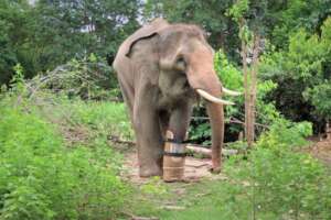 Disabled male elephant Chhouk