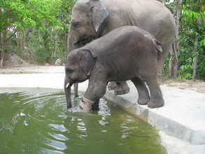 Besties Lucky and Chouk try out the new pool made just for Chouk