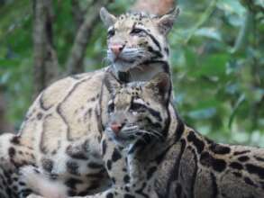 Clouded leopards in their large, natural enclosure