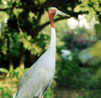 Sarus Crane