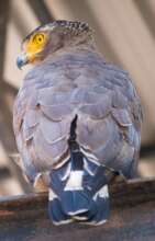 Crested serpent eagle at PTWRC