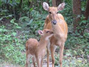 Released deer enjoying their new surroundings