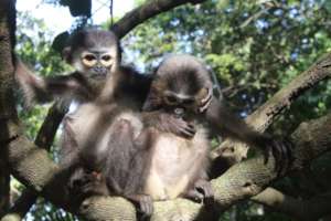 Orphaned doucs find friendship at Phnom Tamao