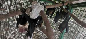 Fruit bats from Siem Reap in Nursery