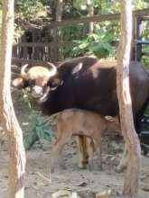 Gaur mother with newborn calf