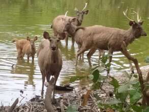 Herd of released sambar with wild-born juvenile