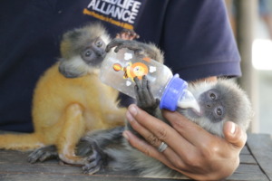 Snack time for baby langurs at the nursery!