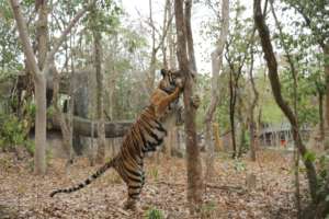 Placing food on trees encourages natural behaviors