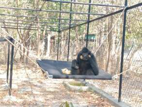 Ken the yellow-cheeked gibbon