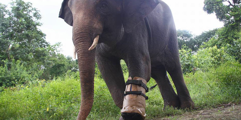 Chhouk happily approves of his new boot!