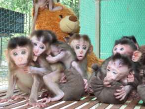 Rescued baby macaques