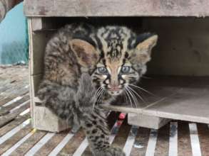 Rare marbled cat kitten from Cardamoms