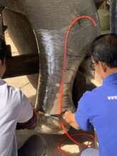 Measuring of Chhouk's foot