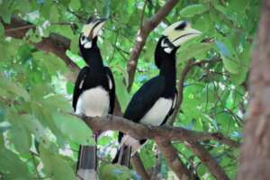 Oriental-pied hornbills