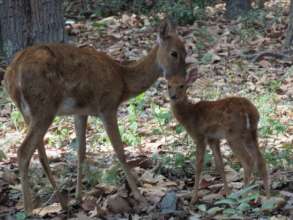 Eld's deer and fawn in Phnom Tamao forest