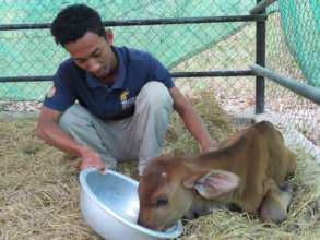 Phnom Tamao keeper Pisei with guar calf