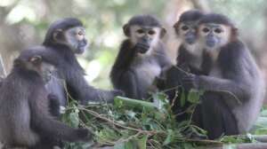 Black-shanked douc langur troupe raised at PTWRC