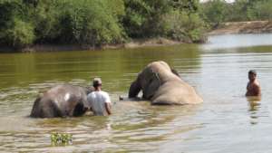 Chhouk, Lucky & Keepers swimming at Main Lake