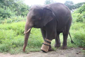 Chhouk wearing his prosthetic foot