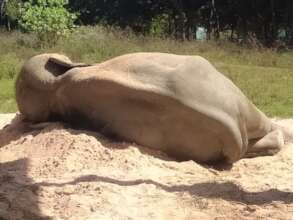 Chhouk sleeping on a sand pile outside