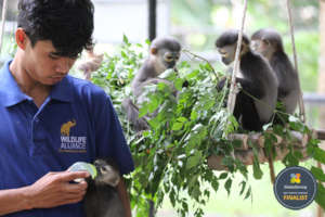 Phnom Tamao keeper with rescued hand-raised doucs