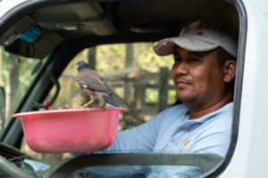 Khem feeding a myna from the food delivery truck