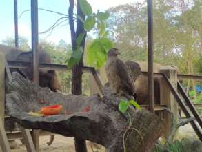 Released crested serpent eagle supplemental feed