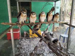 Young black-shouldered kites in Nursery