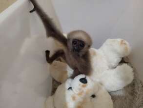 Rescued baby gibbon in Nursery