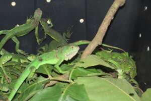 Baby green iguanas from Prey Veng minivan bust