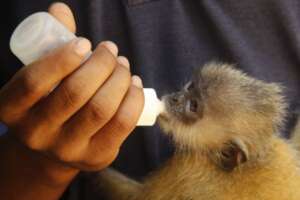 Baby silvered langur bottle feeding