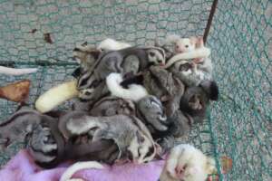 Baby sugar gliders from Prey Veng minivan bust