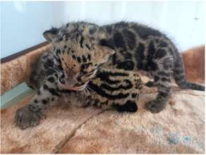 Clouded leopard cubs