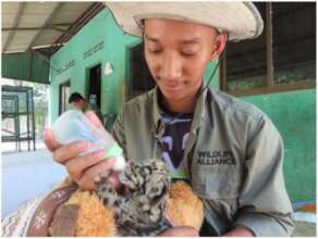 Bottle-feeding a clouded leopard cub