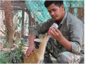 Keeper, Par, feeding muntjac fawn