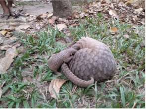 Baby pangolin with mother