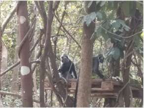 Released langurs in Phnom Tamao forest