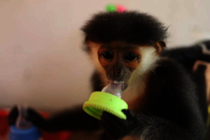 Red-shanked douc langur mid-bottle feed