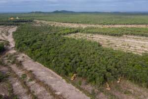 Drone footage of Phnom Tamao forest destruction